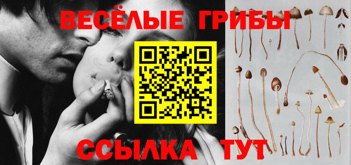Псилоцибиновые грибы Psilocybe Тулун